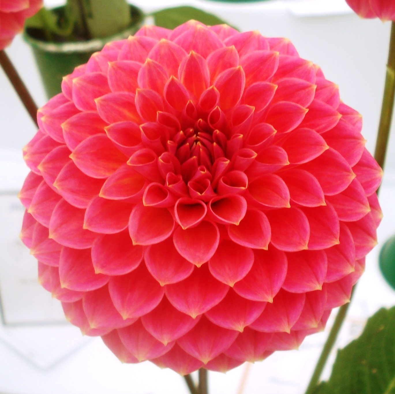 annscoronet.jpg (5911 bytes)